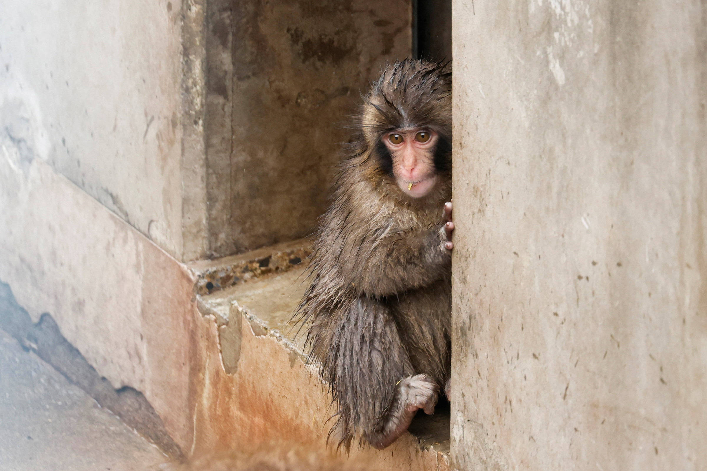 Hoje um astro, macaco Punch começa a se desapegar de orangotango de pelúcia