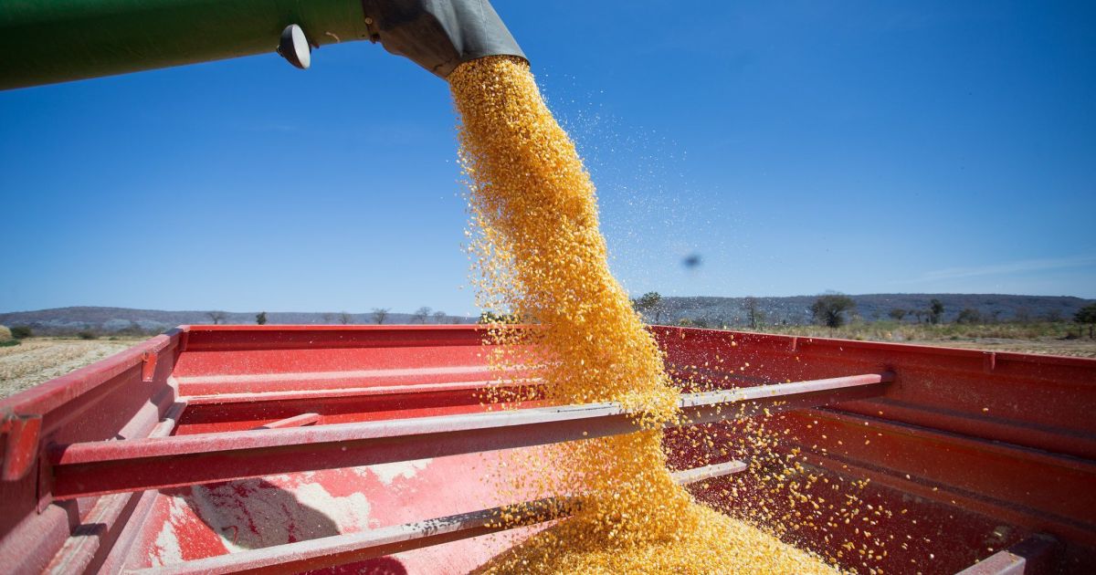 Mercado de defensivos para milho verão cresce 21%