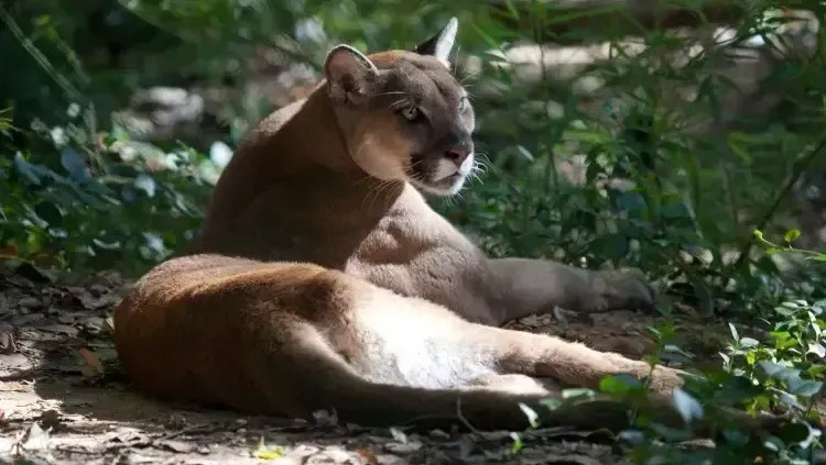 Criança é atacada por onça durante trilha na Chapada dos Veadeiros (GO)